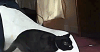 bagkitten.gif