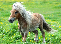 cool-pony.jpg