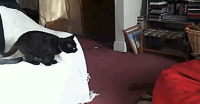 bagkitten.gif